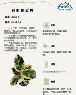 怎么种的花叶树