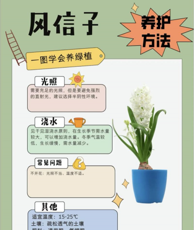 风信子如何养