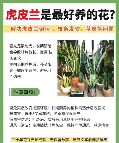 虎皮兰如何养殖