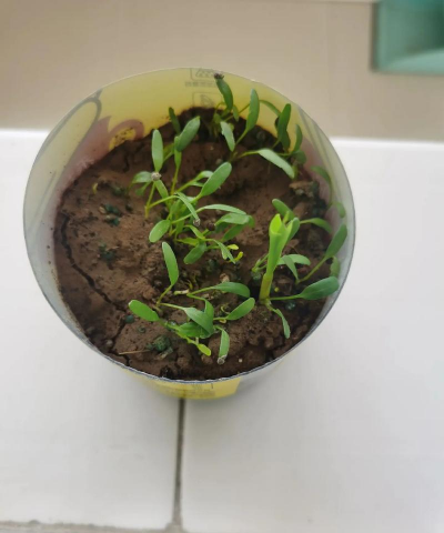 这是什么植物的幼苗