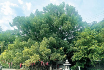 丽水市市树是什么