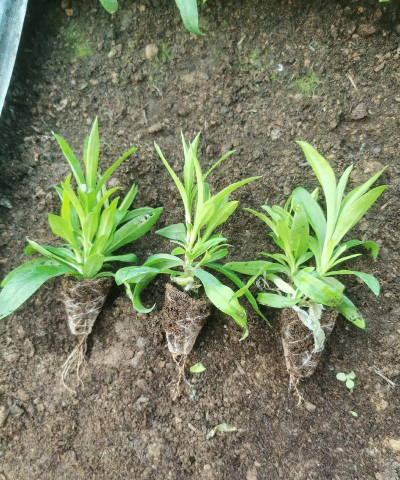 石竹幼苗长什么样